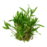 109 TC 綠溫蒂椒草Cryptocoryne wendtii"Green"